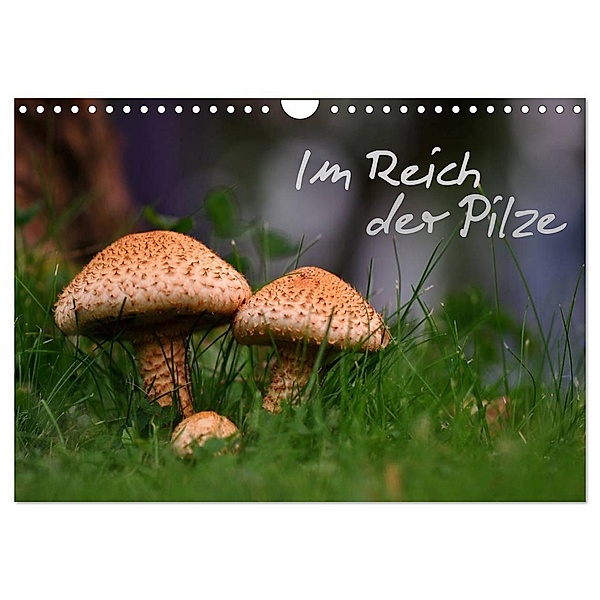 Im Reich der Pilze (Wandkalender 2024 DIN A4 quer), CALVENDO Monatskalender, Calvendo