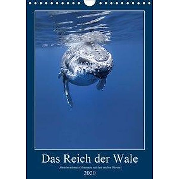 Im Reich der Wale (Wandkalender 2020 DIN A4 hoch)