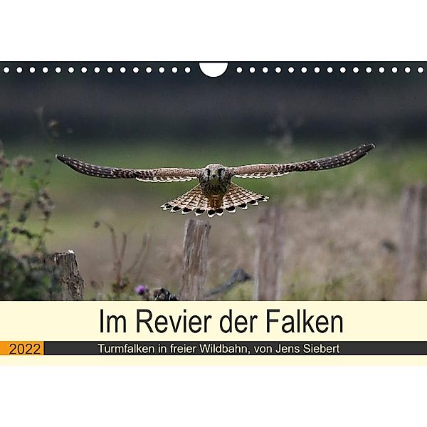 Im Revier der Falken (Wandkalender 2022 DIN A4 quer), Jens Siebert