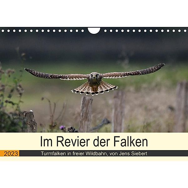 Im Revier der Falken (Wandkalender 2023 DIN A4 quer), Jens Siebert