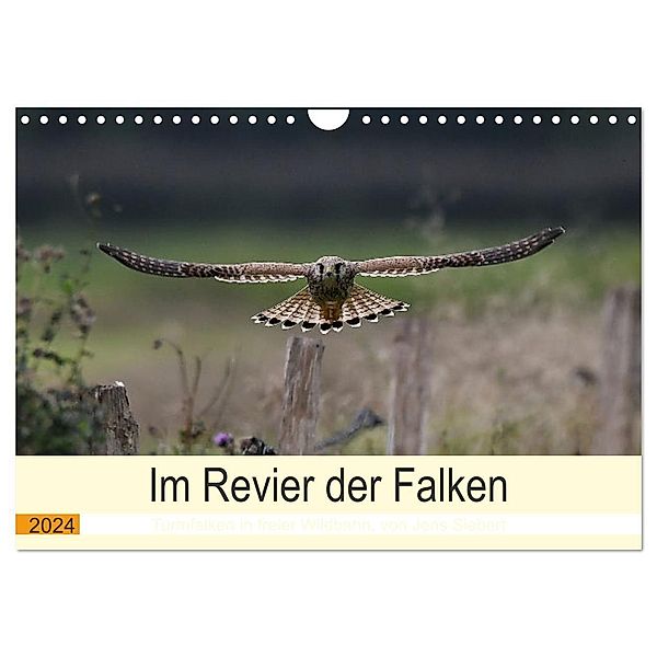 Im Revier der Falken (Wandkalender 2024 DIN A4 quer), CALVENDO Monatskalender, Jens Siebert