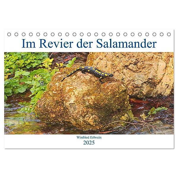 Im Revier der Salamander (Tischkalender 2025 DIN A5 quer), CALVENDO Monatskalender, Calvendo, Winfried Erlwein