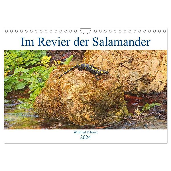 Im Revier der Salamander (Wandkalender 2024 DIN A4 quer), CALVENDO Monatskalender, Winfried Erlwein