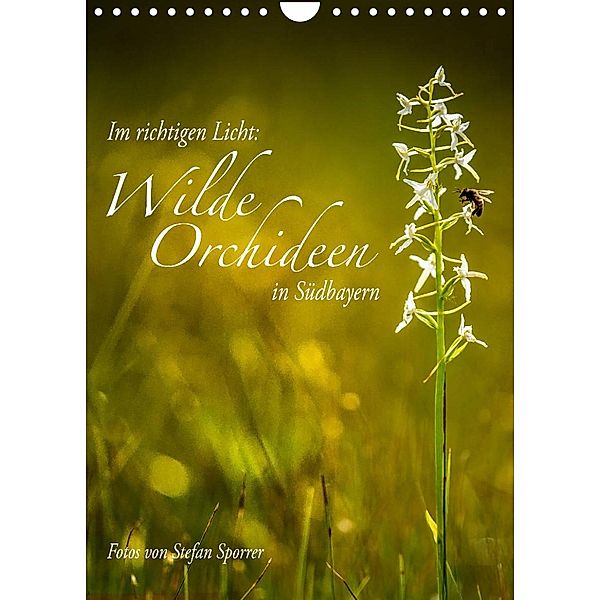 Im richtigen Licht: Wilde Orchideen in Südbayern (Wandkalender 2023 DIN A4 hoch), Stefan Sporrer