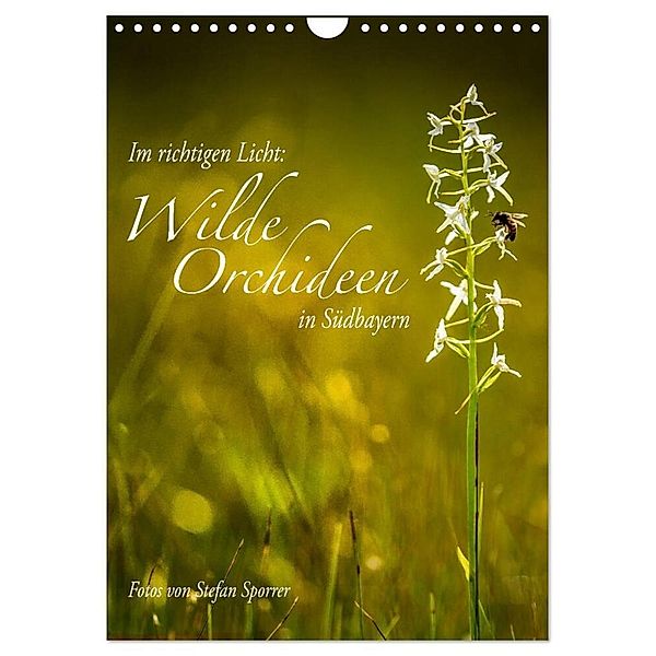 Im richtigen Licht: Wilde Orchideen in Südbayern (Wandkalender 2024 DIN A4 hoch), CALVENDO Monatskalender, Stefan Sporrer