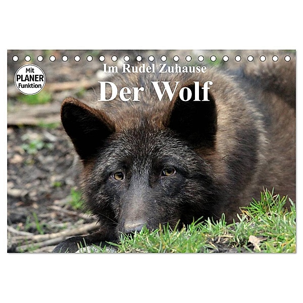 Im Rudel Zuhause - Der Wolf (Tischkalender 2024 DIN A5 quer), CALVENDO Monatskalender, Arno Klatt