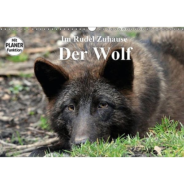 Im Rudel Zuhause - Der Wolf (Wandkalender 2017 DIN A3 quer), Arno Klatt