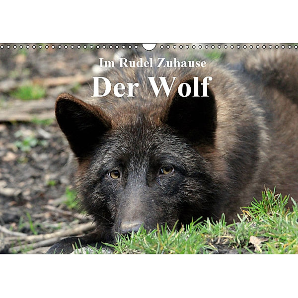 Im Rudel Zuhause - Der Wolf (Wandkalender 2019 DIN A3 quer), Arno Klatt