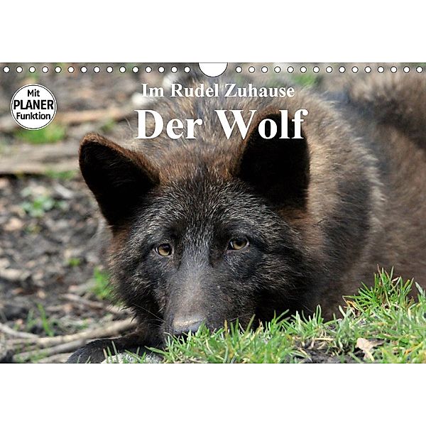 Im Rudel Zuhause - Der Wolf (Wandkalender 2021 DIN A4 quer), Arno Klatt