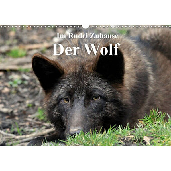 Im Rudel Zuhause - Der Wolf (Wandkalender 2022 DIN A3 quer), Arno Klatt