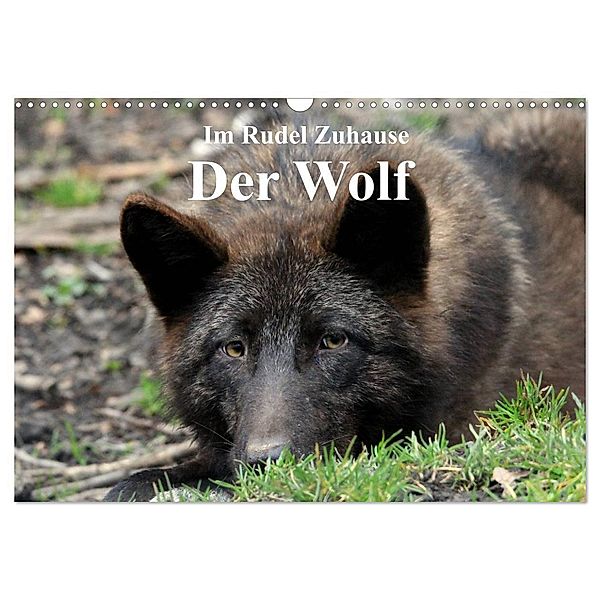 Im Rudel Zuhause - Der Wolf (Wandkalender 2024 DIN A3 quer), CALVENDO Monatskalender, Arno Klatt