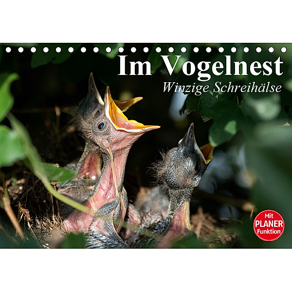 Im Vogelnest. Winzige Schreihälse (Tischkalender 2019 DIN A5 quer), Elisabeth Stanzer