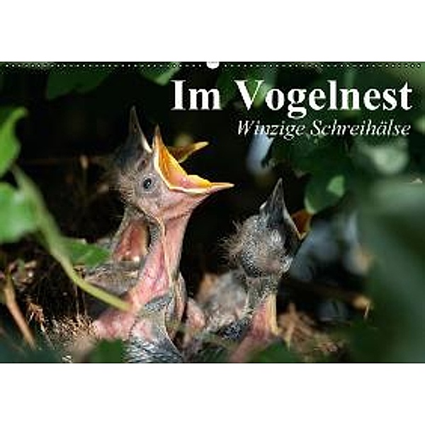 Im Vogelnest. Winzige Schreihälse (Wandkalender 2016 DIN A2 quer), Elisabeth Stanzer
