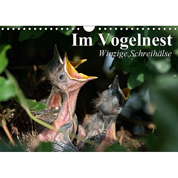 Im Vogelnest. Winzige Schreihälse (Wandkalender 2018 DIN A4 quer), Elisabeth Stanzer