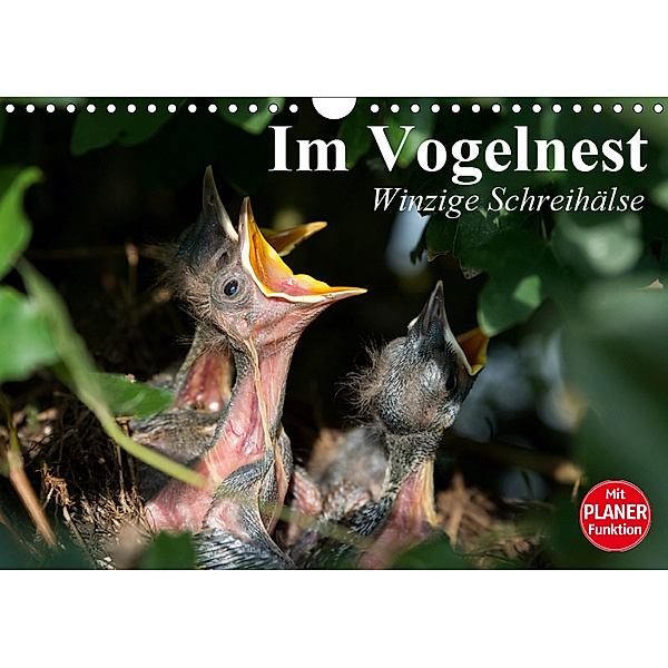 Im Vogelnest. Winzige Schreihälse (Wandkalender 2019 DIN A4 quer), Elisabeth Stanzer