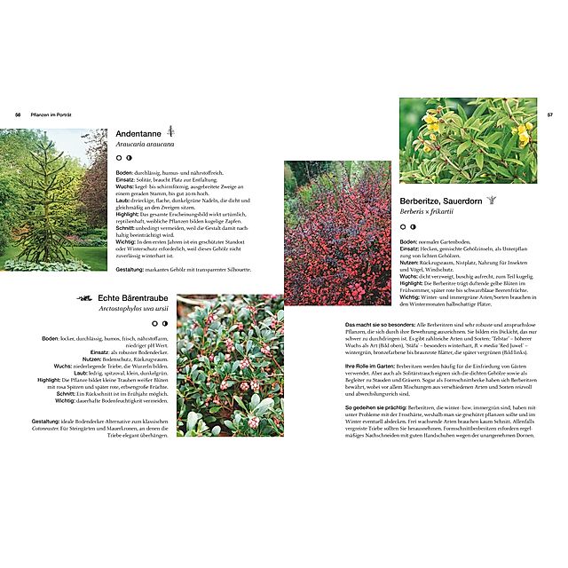 Immergrüne Pflanzen Buch jetzt bei Weltbild.ch online bestellen