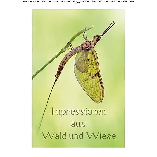 Impressionen aus Wald und Wiese (Wandkalender 2015 DIN A2 hoch), Rolf Schnepp