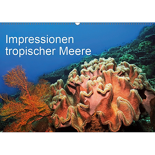 Impressionen tropischer Meere (Wandkalender 2019 DIN A2 quer), Martin Rauchenwald