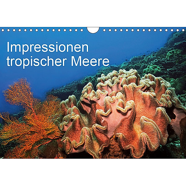 Impressionen tropischer Meere (Wandkalender 2019 DIN A4 quer), Martin Rauchenwald