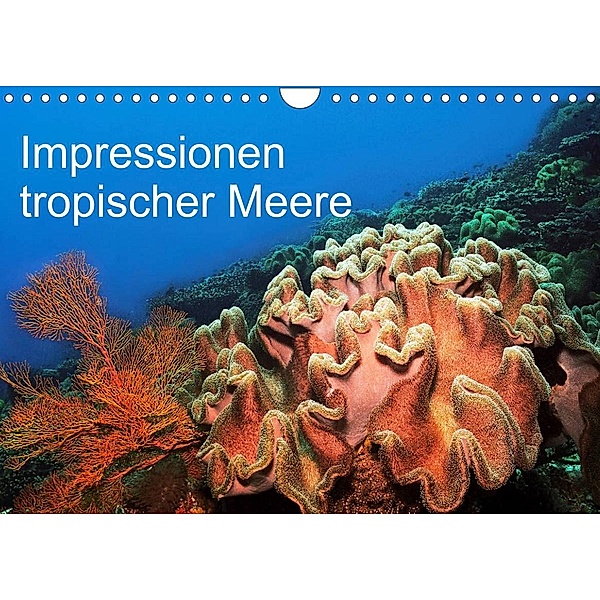 Impressionen tropischer Meere (Wandkalender 2023 DIN A4 quer), Martin Rauchenwald