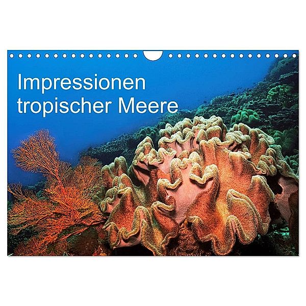 Impressionen tropischer Meere (Wandkalender 2024 DIN A4 quer), CALVENDO Monatskalender, Martin Rauchenwald