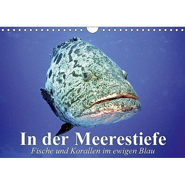 In der Meerestiefe. Fische und Korallen im ewigen Blau (Wandkalender 2017 DIN A4 quer), Elisabeth Stanzer