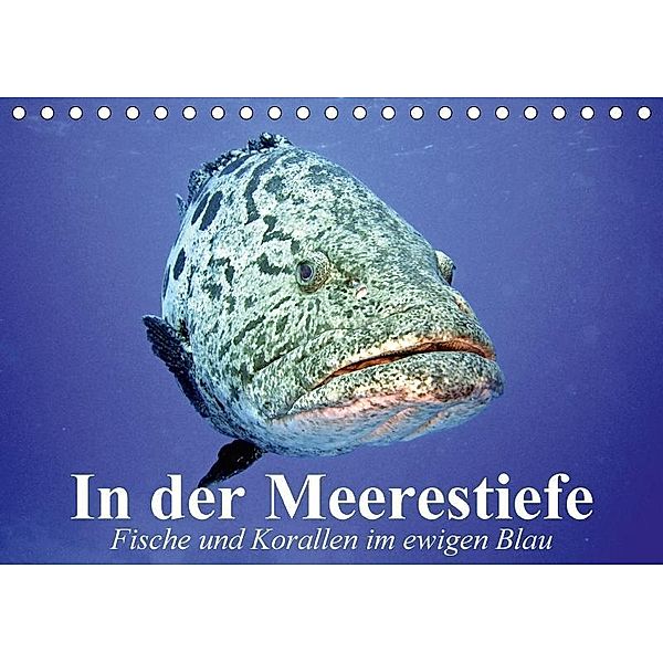 In der Meerestiefe. Fische und Korallen im ewigen Blau (Tischkalender 2017 DIN A5 quer), Elisabeth Stanzer