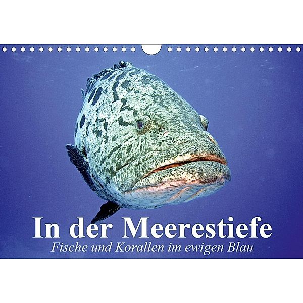 In der Meerestiefe. Fische und Korallen im ewigen Blau (Wandkalender 2020 DIN A4 quer), Elisabeth Stanzer