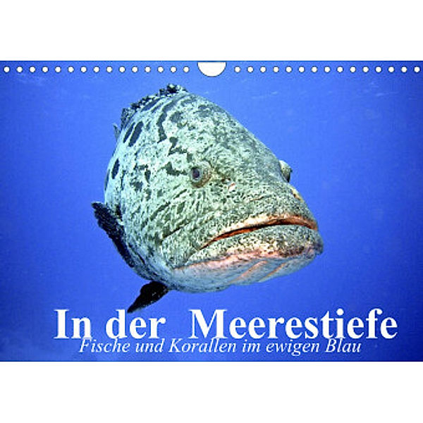 In der Meerestiefe. Fische und Korallen im ewigen Blau (Wandkalender 2022 DIN A4 quer), Elisabeth Stanzer