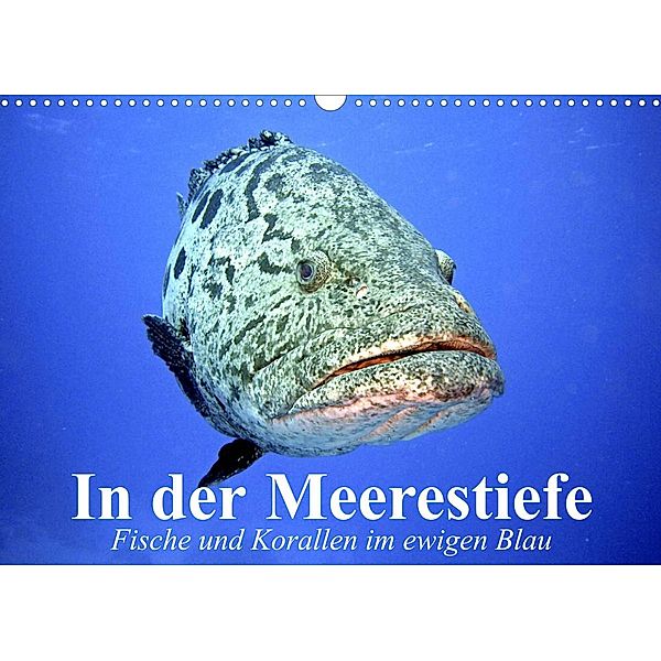 In der Meerestiefe. Fische und Korallen im ewigen Blau (Wandkalender 2023 DIN A3 quer), Elisabeth Stanzer