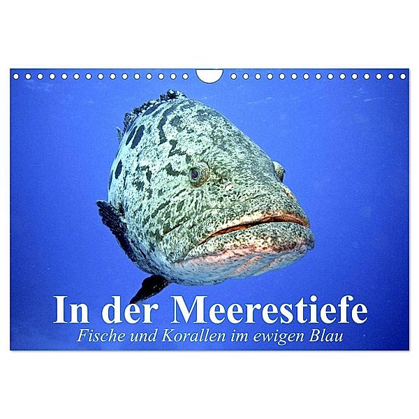 In der Meerestiefe. Fische und Korallen im ewigen Blau (Wandkalender 2024 DIN A4 quer), CALVENDO Monatskalender, Elisabeth Stanzer