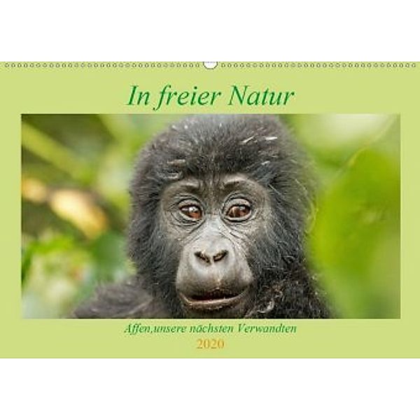 In freier Natur Affen, unsere nächsten Verwandten (Wandkalender 2020 DIN A2 quer), Britta Kärcher