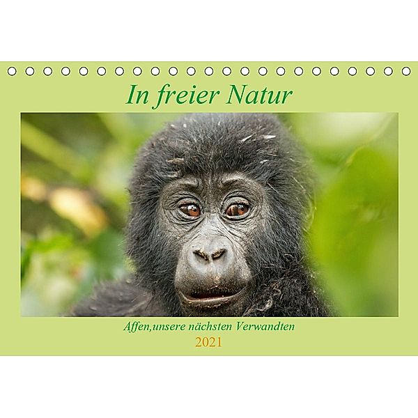 In freier Natur Affen, unsere nächsten Verwandten (Tischkalender 2021 DIN A5 quer), Britta Kärcher