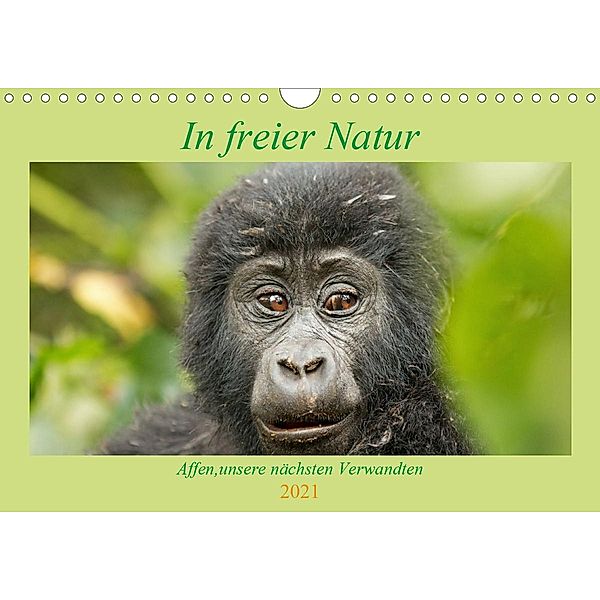 In freier Natur Affen, unsere nächsten Verwandten (Wandkalender 2021 DIN A4 quer), Britta Kärcher