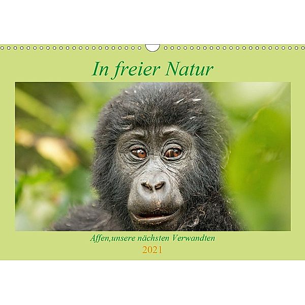 In freier Natur Affen, unsere nächsten Verwandten (Wandkalender 2021 DIN A3 quer), Britta Kärcher