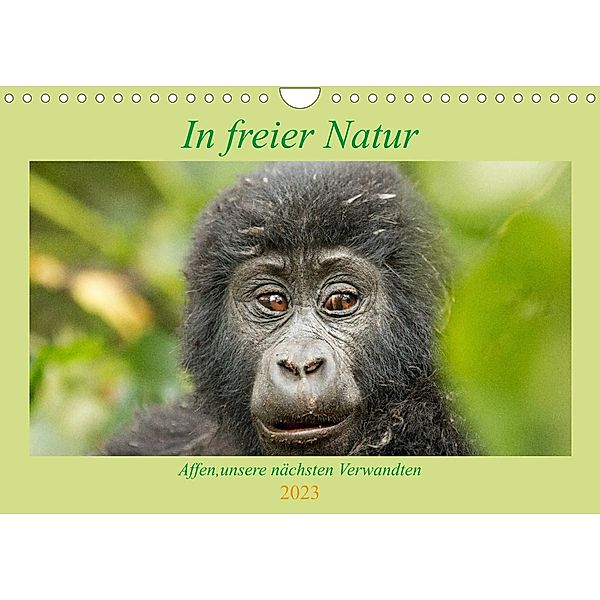 In freier Natur Affen, unsere nächsten Verwandten (Wandkalender 2023 DIN A4 quer), Britta Kärcher