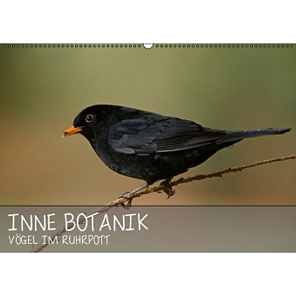 INNE BOTANIK - Vögel im Ruhrpott (Wandkalender 2016 DIN A2 quer), Alexander Krebs