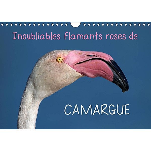 Inoubliables flamants roses de Camargue (Calendrier mural 2023 DIN A4 horizontal), Elena Duvernay