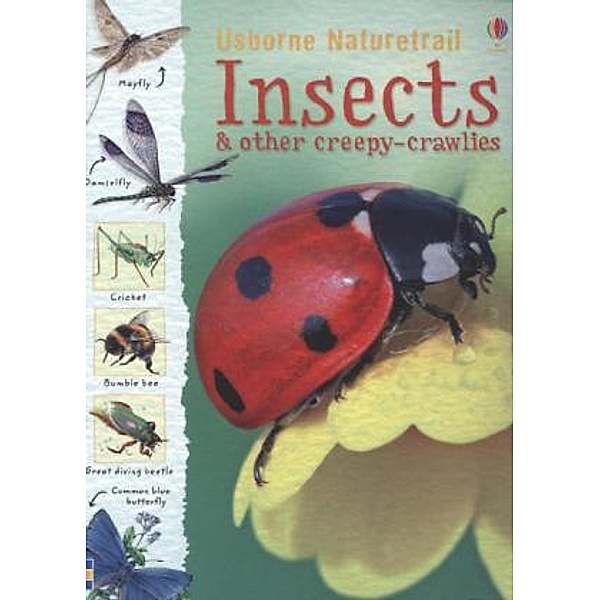 Insects, Rachel Firth, Louie Stowell