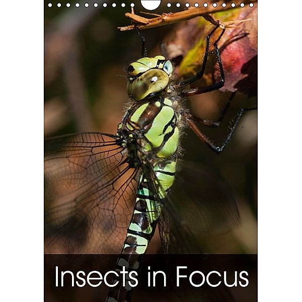 Insects in Focus (Wall Calendar 2018 DIN A4 Portrait) Dieser erfolgreiche Kalender wurde dieses Jahr mit gleichen Bilder, Claire Wilson