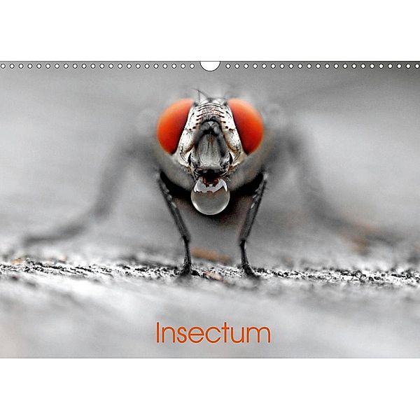 Insectum (Calendrier mural 2021 DIN A3 horizontal), Patrice Thébault