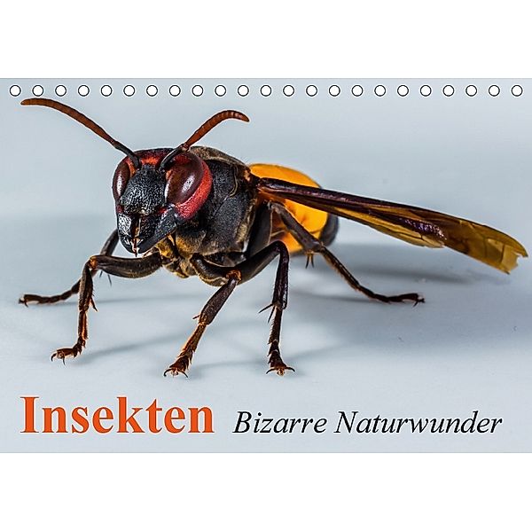 Insekten - Bizarre Naturwunder (Tischkalender 2018 DIN A5 quer), Elisabeth Stanzer