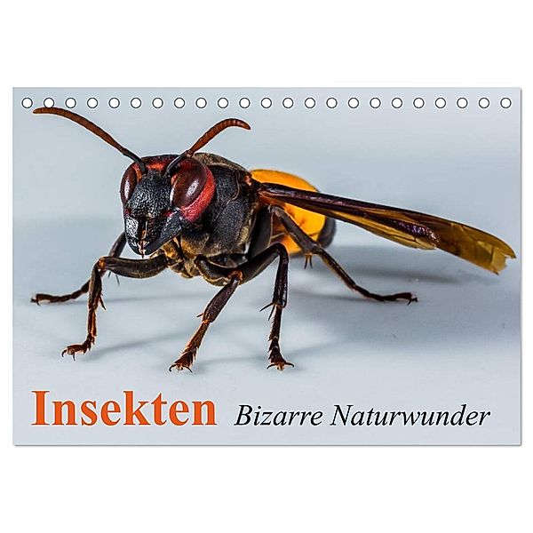 Insekten - Bizarre Naturwunder (Tischkalender 2025 DIN A5 quer), CALVENDO Monatskalender, Calvendo, Elisabeth Stanzer