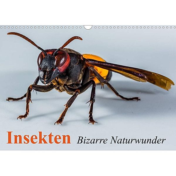 Insekten - Bizarre Naturwunder (Wandkalender 2023 DIN A3 quer), Elisabeth Stanzer