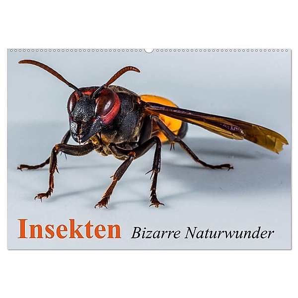 Insekten - Bizarre Naturwunder (Wandkalender 2024 DIN A2 quer), CALVENDO Monatskalender, Elisabeth Stanzer