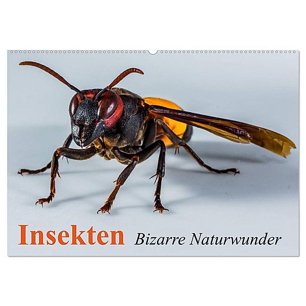 Insekten - Bizarre Naturwunder (Wandkalender 2025 DIN A2 quer), CALVENDO Monatskalender, Calvendo, Elisabeth Stanzer