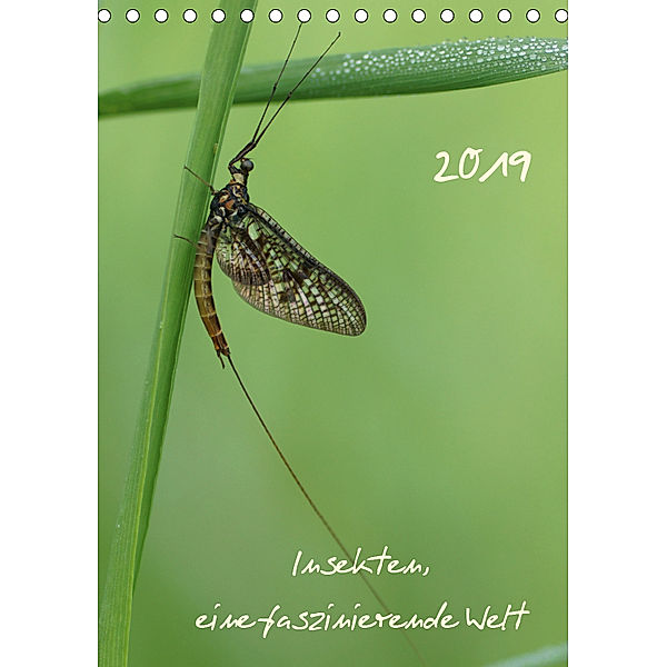 Insekten, eine faszinierende Welt (Tischkalender 2019 DIN A5 hoch), Sigrid Enkemeier