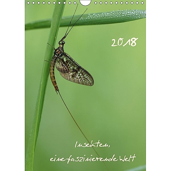 Insekten, eine faszinierende Welt (Wandkalender 2018 DIN A4 hoch), Sigrid Enkemeier