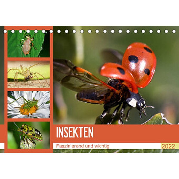 Insekten. Faszinierend und wichtig (Tischkalender 2022 DIN A5 quer), Elisabeth Stanzer