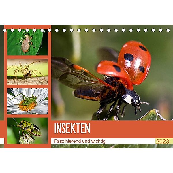 Insekten. Faszinierend und wichtig (Tischkalender 2023 DIN A5 quer), Elisabeth Stanzer